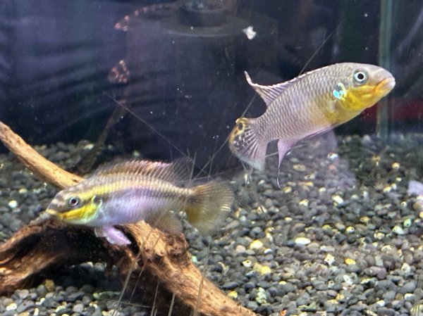 画像2: ペルヴィカクロミス クリベンシス ローベ 1ペア EUブリード★ (2)