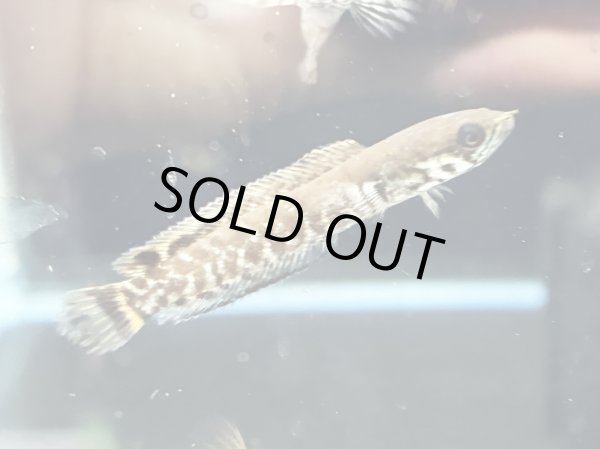 画像1: レインボースネークヘッド(4cm±)国産ブリード (1)