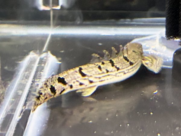 画像4: ポリプテルス デルヘッジィ(7cm±)ブリード (4)