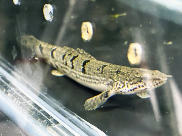 画像1: ポリプテルス デルヘッジィ(7cm±)ブリード (1)