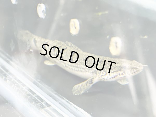 画像1: ポリプテルス デルヘッジィ(7cm±)ブリード (1)