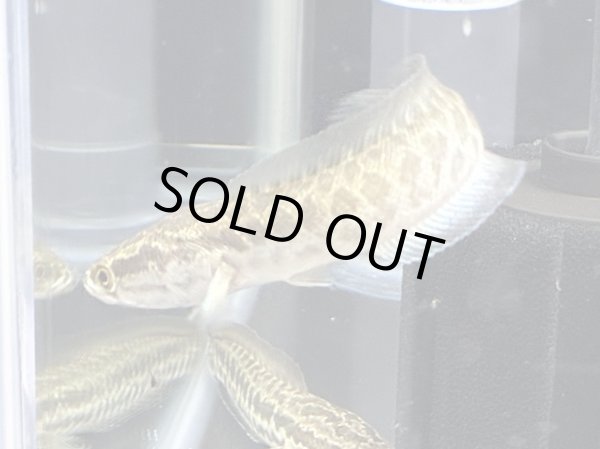 画像1: カムルチー(15cm±)WILD兵庫★ (1)