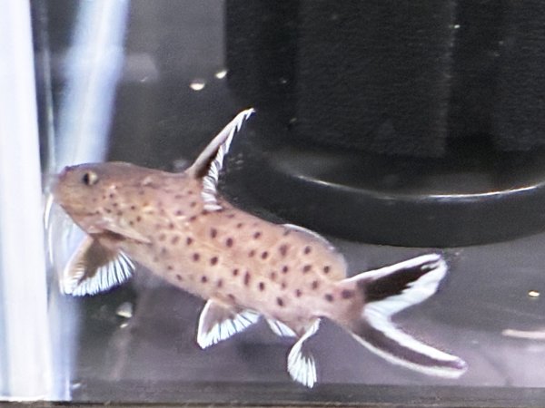 画像2: シノドンティス グラヌロースス ハイブリッド(6cm±)★ (2)