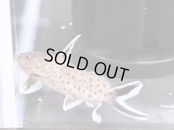 画像2: シノドンティス グラヌロースス ハイブリッド(6cm±) (2)