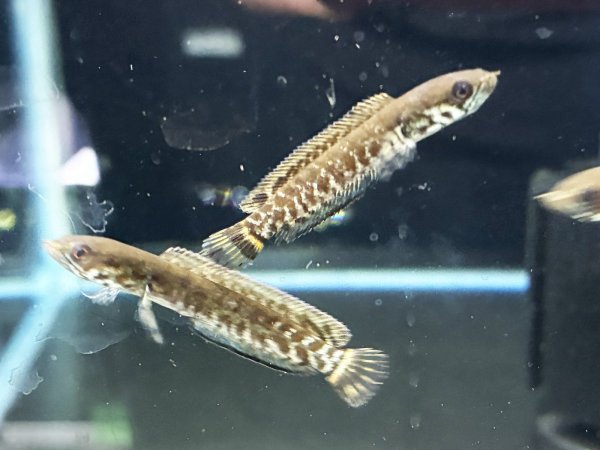 画像2: レインボースネークヘッド(4cm±)国産ブリード (2)