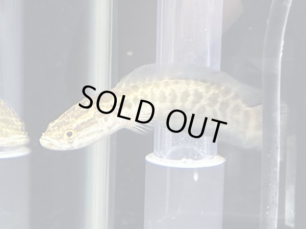 画像2: カムルチー(15cm±)WILD兵庫★ (2)