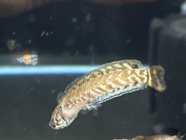 画像3: レインボースネークヘッド(4cm±)国産ブリード (3)