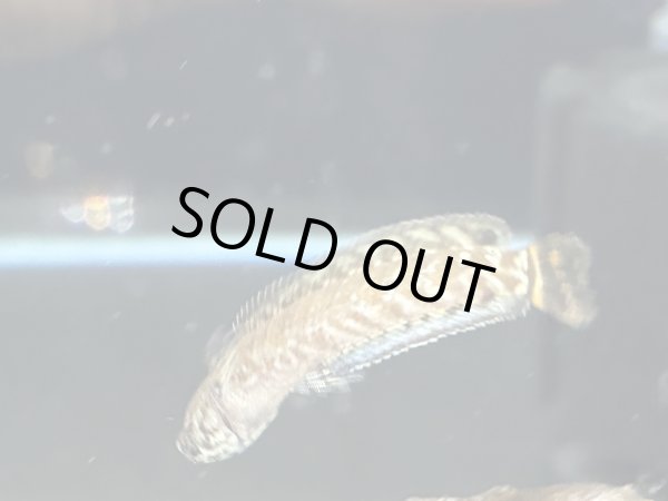 画像3: レインボースネークヘッド(4cm±)国産ブリード (3)