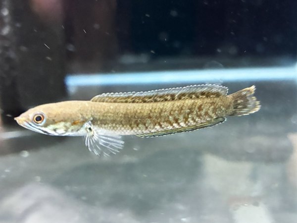 画像1: ブルーレインボー スネークヘッド(6cm±)国産ブリード (1)