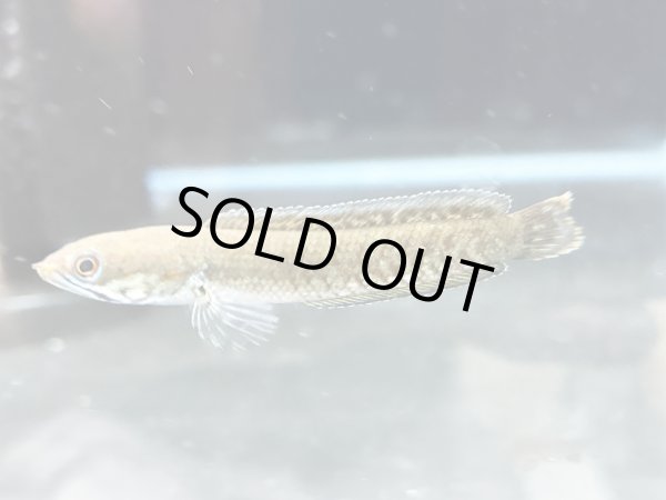 画像1: ブルーレインボー スネークヘッド(6cm±)国産ブリード (1)