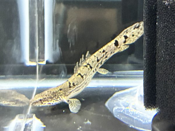 画像3: ポリプテルス デルヘッジィ(7cm±)ブリード (3)