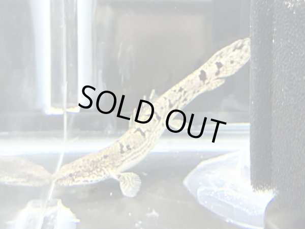 画像3: ポリプテルス デルヘッジィ(7cm±)ブリード (3)