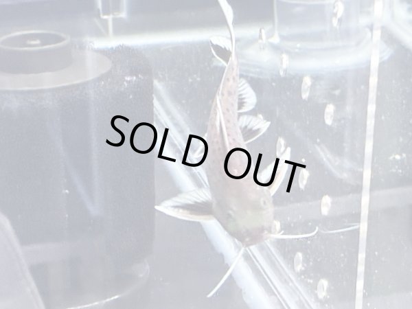 画像5: シノドンティス グラヌロースス ハイブリッド(6cm±) (5)