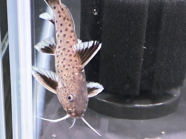 画像3: シノドンティス グラヌロースス ハイブリッド(6cm±)★ (3)