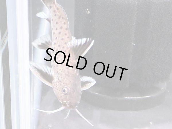 画像3: シノドンティス グラヌロースス ハイブリッド(6cm±) (3)