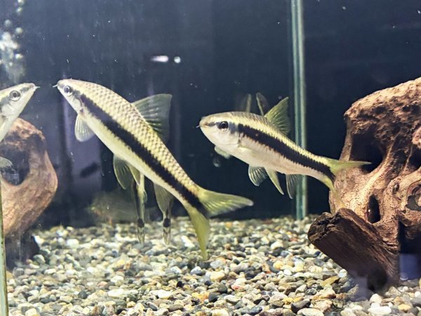 画像1: サイアミーズフライングフォックス Lサイズ (1)