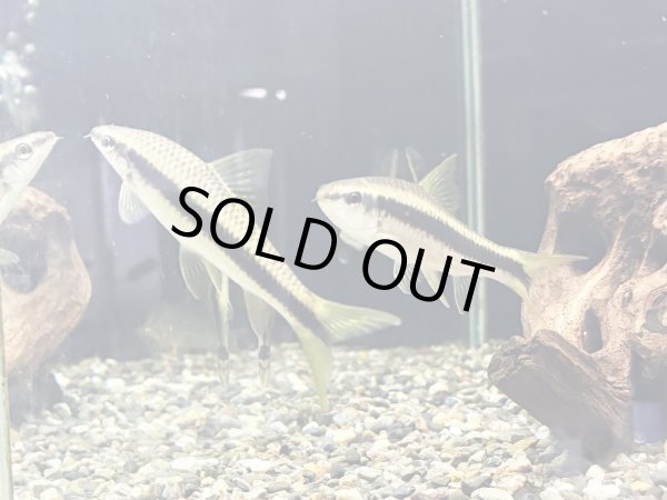 画像1: サイアミーズフライングフォックス Lサイズ (1)