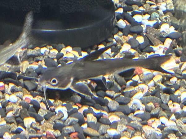 画像1: サウスアメリカンシャーク(5cm±) (1)