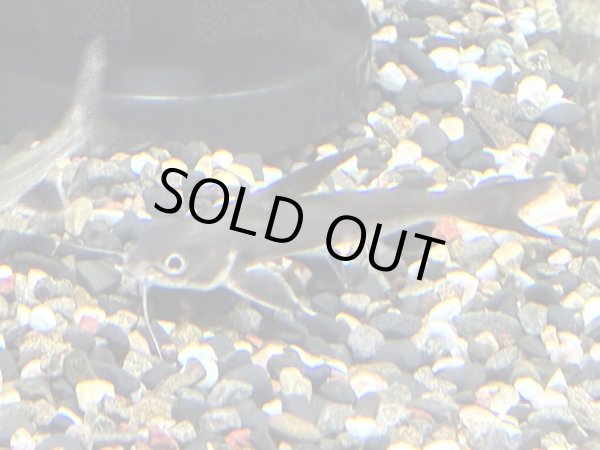 画像1: サウスアメリカンシャーク(5cm±) (1)