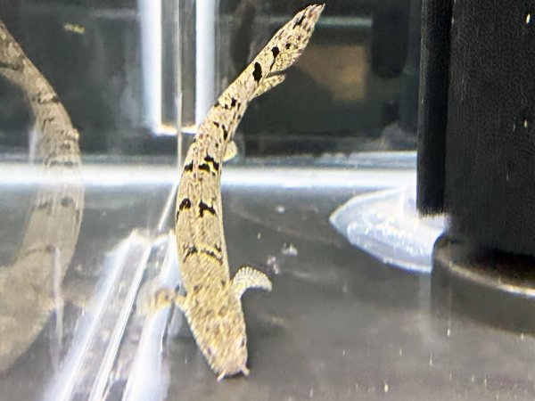 画像2: ポリプテルス デルヘッジィ(7cm±)ブリード (2)