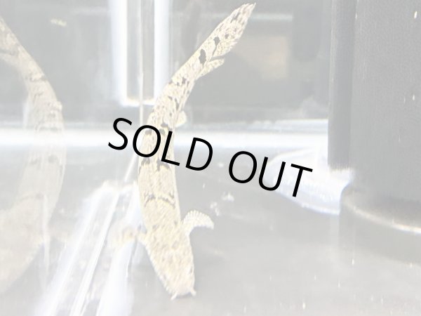 画像2: ポリプテルス デルヘッジィ(7cm±)ブリード (2)