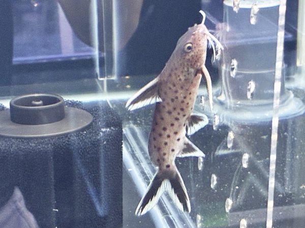 画像4: シノドンティス グラヌロースス ハイブリッド(6cm±)★ (4)