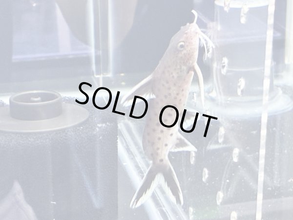 画像4: シノドンティス グラヌロースス ハイブリッド(6cm±) (4)