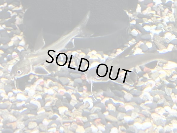 画像2: サウスアメリカンシャーク(5cm±) (2)