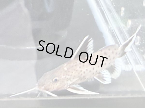 画像1: シノドンティス グラヌロースス ハイブリッド(6cm±) (1)