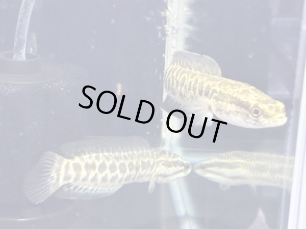 画像3: カムルチー(15cm±)WILD兵庫★ (3)