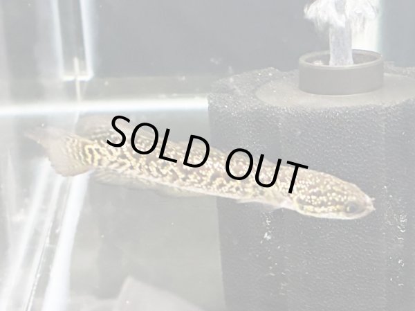 画像1: コウタイ レッドギャラクシー(6cm±)★ (1)