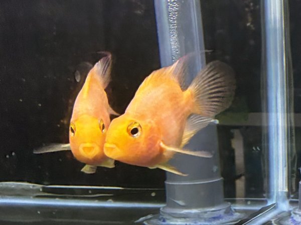 画像3: イエローパロットシクリッド(9cm±)★ (3)