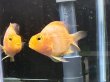 画像1: イエローパロットシクリッド(9cm±)★ (1)