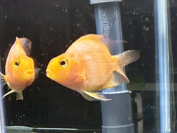 画像1: イエローパロットシクリッド(9cm±)★ (1)