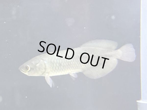 画像1: ヘテロティス ニロティカス(9cm±)WILD★ (1)