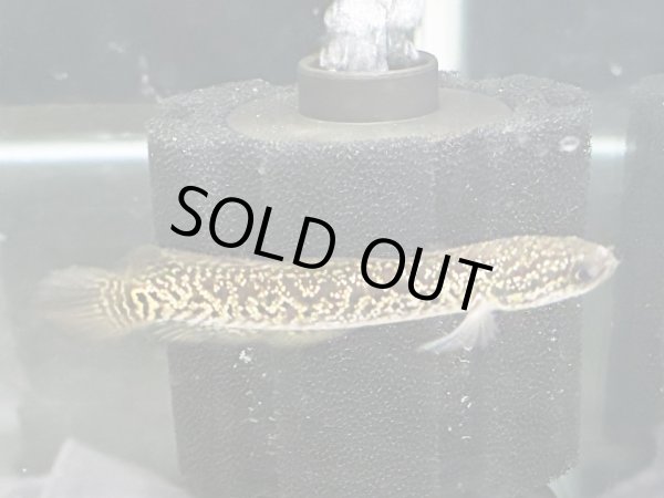 画像2: コウタイ レッドギャラクシー(6cm±)★ (2)