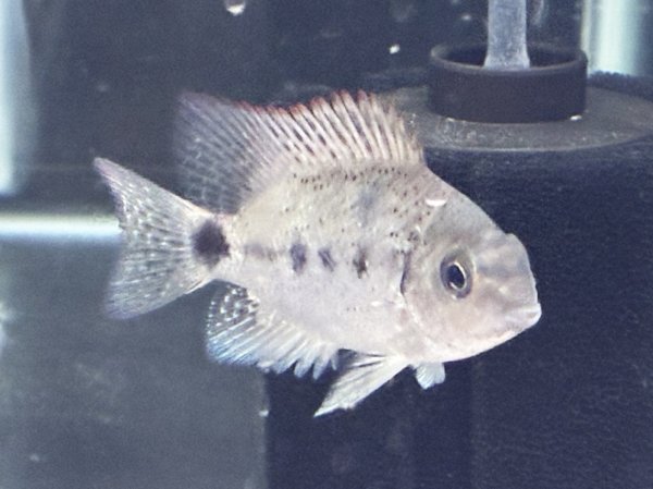 画像1: ヴィエジャ アルゲンティア(6cm±)ブリード★ (1)