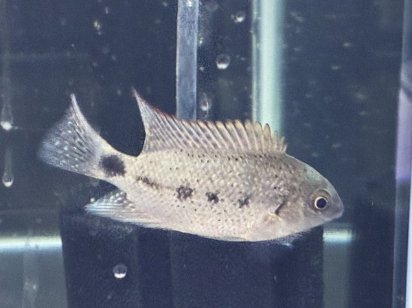 画像2: ヴィエジャ アルゲンティア(6cm±)ブリード★ (2)