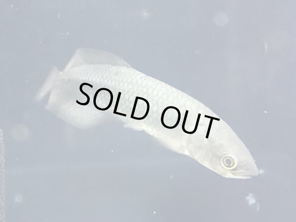 画像3: ヘテロティス ニロティカス(9cm±)WILD★ (3)