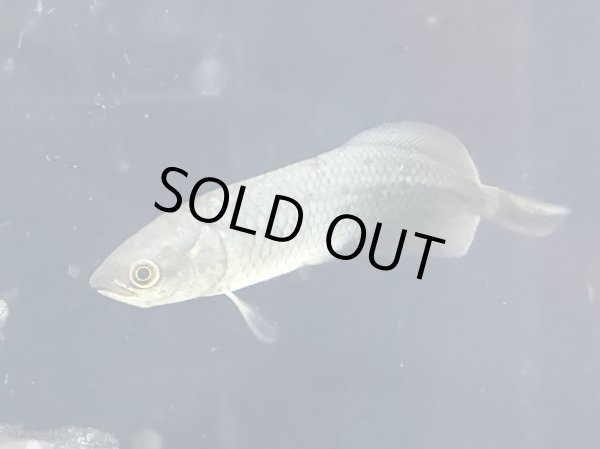 画像2: ヘテロティス ニロティカス(9cm±)WILD★ (2)