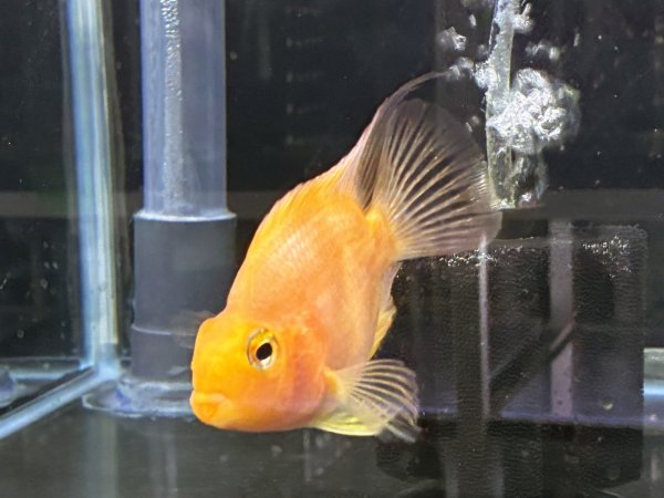 画像2: イエローパロットシクリッド(9cm±)★ (2)