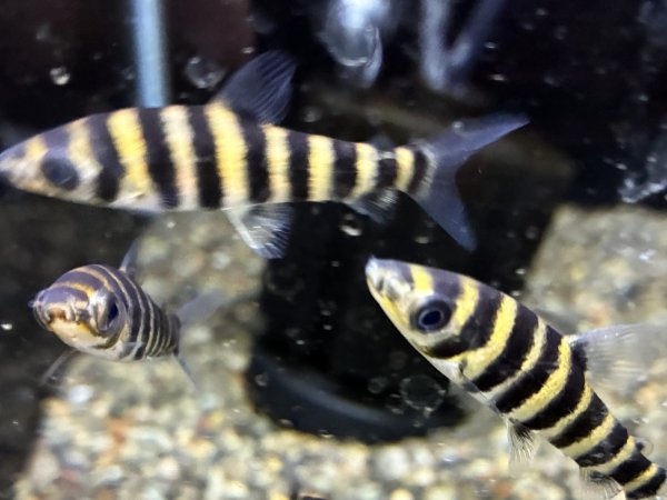 画像1: バンデットレポリヌス(5cm±)WILDペルー★ (1)