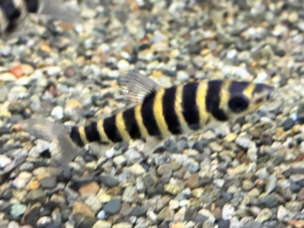 画像3: バンデットレポリヌス(5cm±)WILDペルー★ (3)