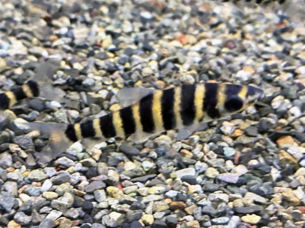 画像4: バンデットレポリヌス(5cm±)WILDペルー★ (4)