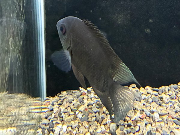 画像1: へロス セベラム リベリフェール リオクラーレ(12cm±)WILD★ (1)