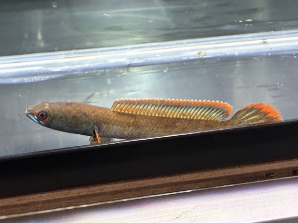 画像1: アイズファイヤー スネークヘッド(11cm±)上物 WILD★ (1)