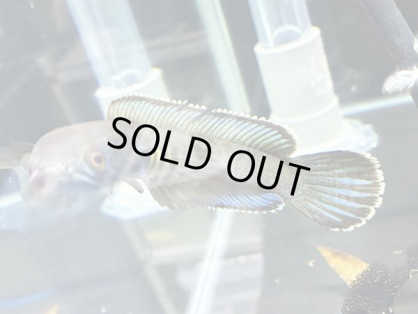 画像2: チャンナ アリストネイ(11cm±)上物 WILD★ (2)