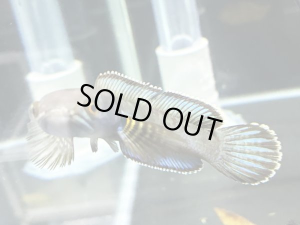 画像1: チャンナ アリストネイ(11cm±)上物 WILD★ (1)