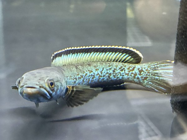 画像2: チャンナ アリストネイ(11cm±)上物 WILD★ (2)