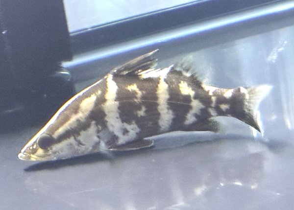 画像2: アカメ(15cm±)WILD▲ (2)